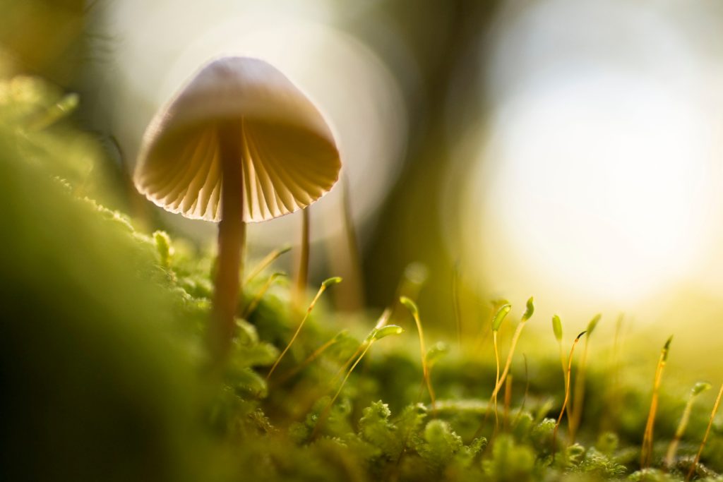 Close up of a mushroom and tiny plant life